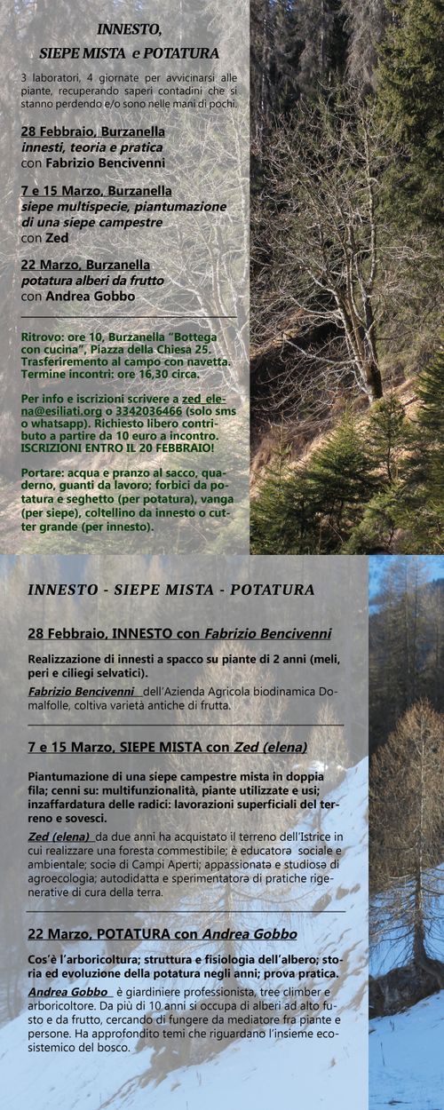 Laboratori in campo: innesto-siepe mista-potatura